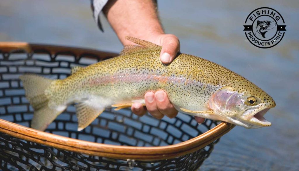 How To Trout Fishing