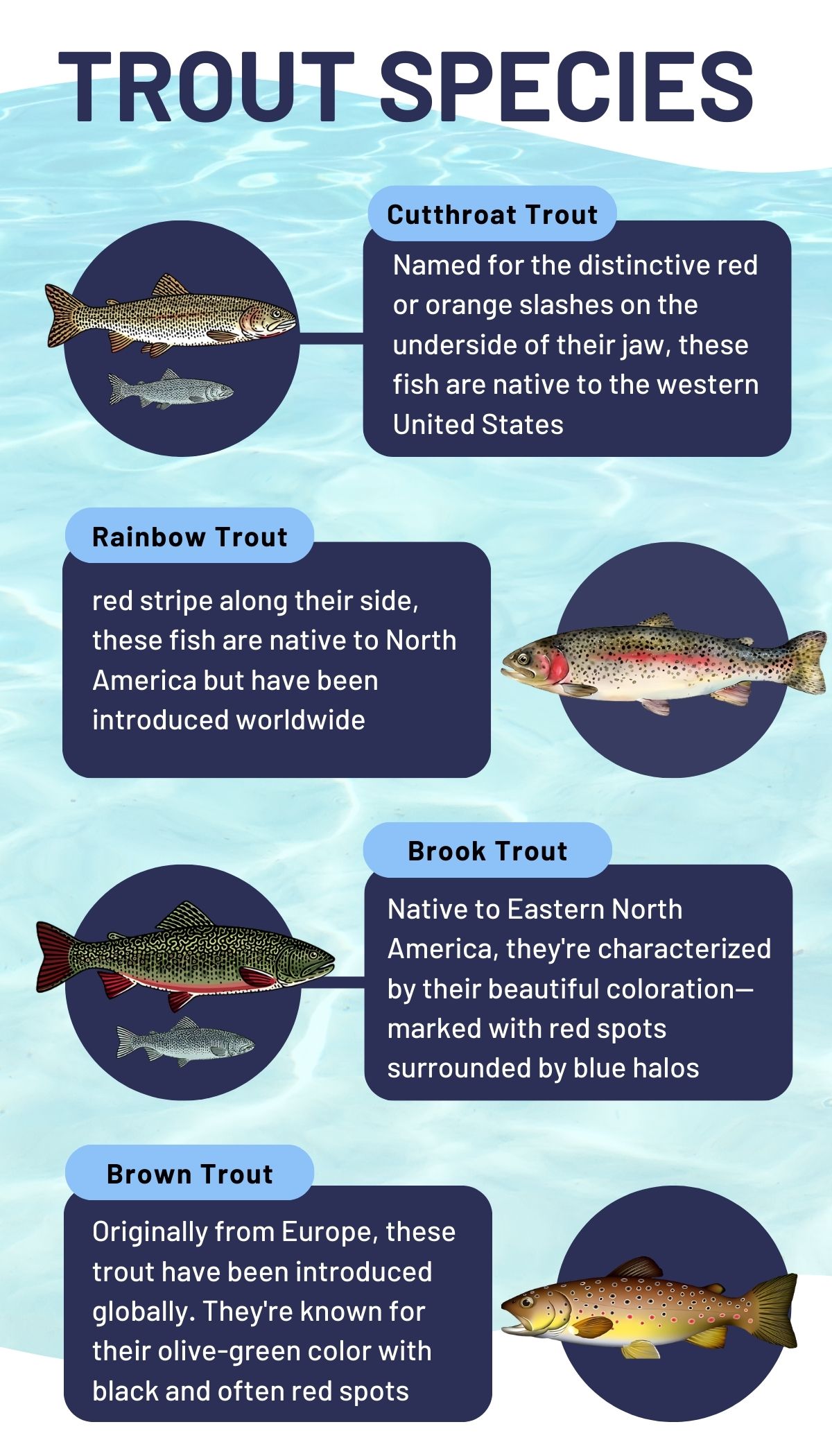 trout species, how to trout fishing
